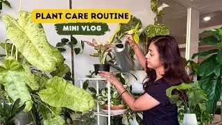 A Peek into My Plant Care Routine |  Simple & Effective Plant Care Tips | Mini Vlog 🌿