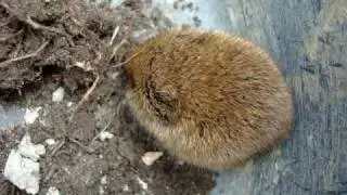Setting free a mouse (blank vole) near Bruges