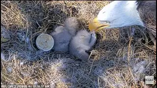 2026 01 01 11 14 35 Beau feeding NE32