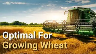 Optimal Conditions for Growing Wheat