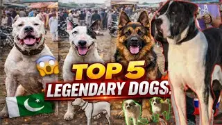 Kohat Mandi&rsquo;s Top 5 Legendary Dogs &ndash; Bully, gultair, germanshepherd & More!