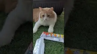 PETKIT FIT 3 Smart Collar