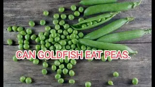 what to feed to keep goldfish healthy.
