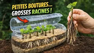 Petites Boutures, GROSSES Racines &ndash; M&eacute;thode Br&eacute;silienne