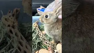 #Fancy #Bunny #GoingToWorkWithMom #CarRide #BadAssRabbit #Dandelion #SillyRabbit