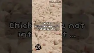 Myth Vs Fact About Chicken Intelligence #shorts
