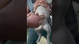 Супер лети, толстяк!!