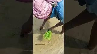 গ্রামে বর্ষাকালে ধান রোপন (জমি তইরি থেকে চারা রোপন)