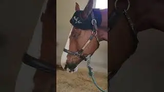 PEMF and Surefoot balance pads with red-light #horse #equinewellness #equestrian #horsegirl