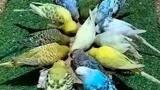 Budgie dinner time live..