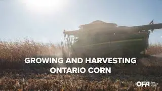Growing and Harvesting Ontario Corn