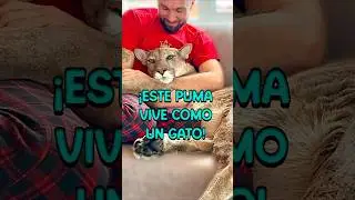 Un PUMA llamado Messi, la mascota m&aacute;s inesperada