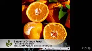 Frost damage on tomatoes |Daphne Richards |Central Texas Gardener