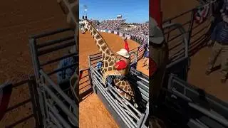 Jazda na byku PRCA