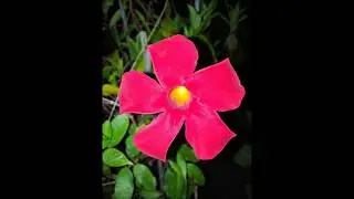 🌴🌹My beautiful Red Sun Parasol Mandavilla vine flowering plant re blooming #VEDA DAY 29 8/29/2017🌹🌴