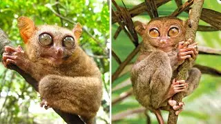 Tarsier 🐒 One Of The Cutest And Rarest Animals In The Wild