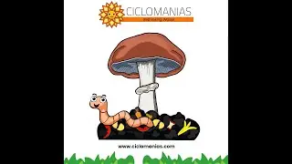 Growing Wine Cap Mushrooms (Stropharia rugoso-annulata)