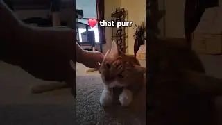 Happiest purrfect grooming session!  #catactivity #catlovers   #cutepet #orangecat