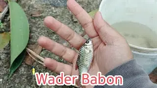 Dapat Wader Babon || Wader Uhuy