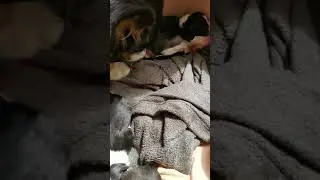 Puppy spam