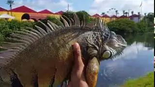 Capturing WILD IGUANAS in FLORIDA 🦎🌞🌡