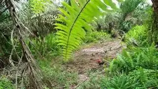pikat ayam hutan                            #si layuu