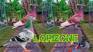 racing pigeons florizone | rey so