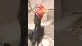 Trio King SHAMO LOVER #youtubeshorts #shamoolover #trending #viral