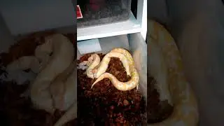 Lavender albino ball python   vs. Albino ball python