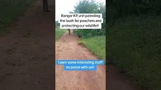 Ranger K9 unit patrolling the bush for poachers #foryou #ranger #dog #patrol #wildlife #shorts