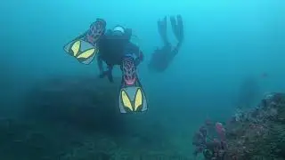 North Harbour Aquatic Reserve Sydney scuba diving best dive site