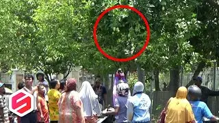 Fenomena Pohon Berbuah Aneh.. Ada Yang Berbuah 40 Jenis Dalam Satu Pohon..