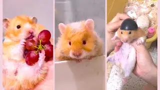 Funny and Cute Hamster Videos Compilation - Funniest Hamsters Of All Time 2022 - #15