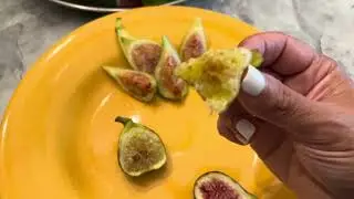 Fig Ripening Report 2:  Italian Lattarula, Spadafora Dark, Atreano (August 2023)