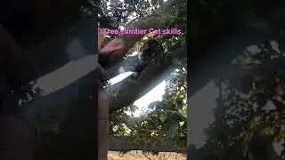 Tabby climbs a giant Oak Tree with his FurDad on looking #catskills  snip fm a longer video 2 go up