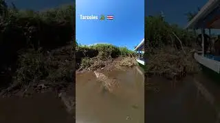 Tercer cocodrilo mas grande del Tarcoles! Osama 🐊 #costarica #crocodiles #tarcoles