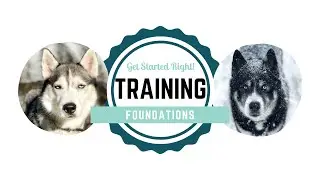 Online Dog Training Course: Train your dog positively & efficiently