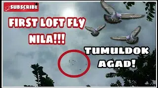 RACING PIGEON : FIRST LOFT FLY | GARAHE PH TV