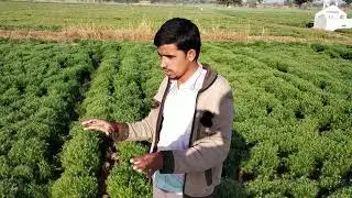 How to grow cumin seed yield