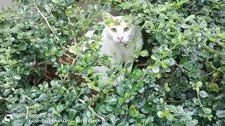 😺 #siamese #puspin #doglover #pets #dogshorts #catshorts #cat #dog #catlover #maltipoo #petbacker