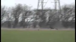 FULL SALUKI COURSING