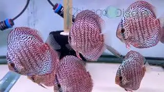 4.5-5.0