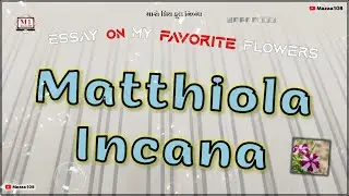 Matthiola Incana Flower | Essay On Matthiola Incana Flower | My Favorite Flower Matthiola Incana