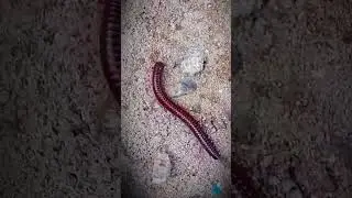 Red Millipede #shorts #discoveranipets