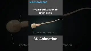 fertilization to birth | baby fertilization process | Pregnancy: A Month By Month Guide 3D Animation