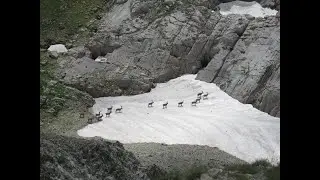 Viele Steinböcke unterhalb vom Altmann im Alpstein