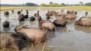 Amazing 10 pigs video in the mud. Lullu pigs video in mud fermar. Amazing gonsh pig video in village