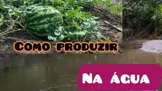 Como produzir melancia no inverno? E essas são as 3 coisas que você precisa saber no período chuvoso