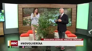 Consejos útiles sobre la Palmera Raphis en #BienDeCórdoba