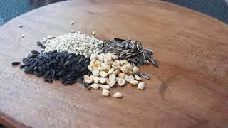Wild Bird Center's FeederWise&reg; Seed